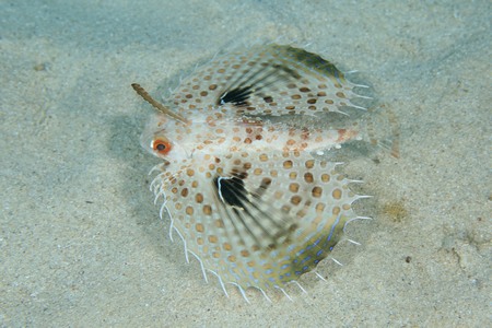 セミホウボウ幼魚