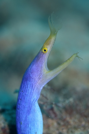 ハナヒゲウツボ