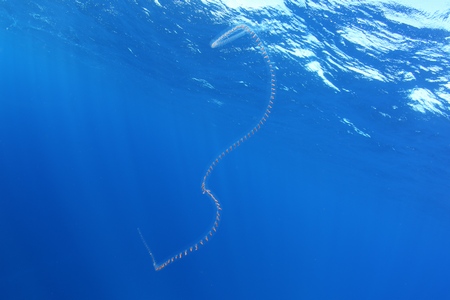 サルパ若しくはクラゲ