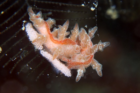 アカオビマツカサウミウシ