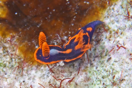 クロスジリュウグウウミウシ属の一種