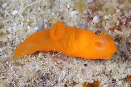 キヌハダウミウシ