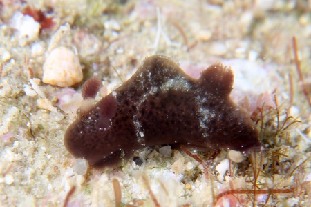 ハラックサウミウシ