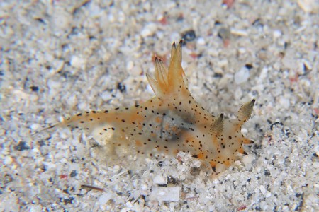 フジタウミウシ属の一種