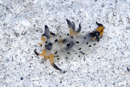 フジタウミウシ属の一種