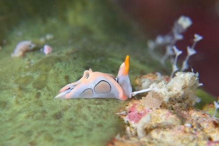 トウモンウミコチョウ