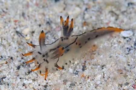 フジタウミウシ属の一種