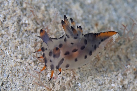 フジタウミウシ属の一種