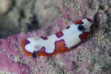 フジナミウミウシ
