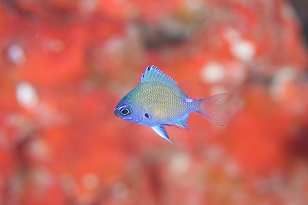 アマミスズメダイ幼魚