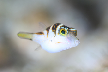 ハナキンチャクフグ幼魚