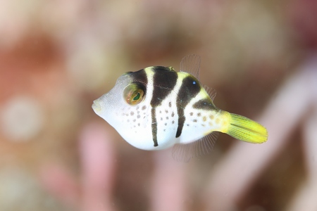 ノコギリハギ幼魚