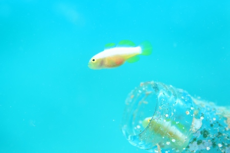 ナカモトイロワケハゼ