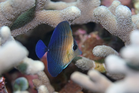 ゴマハギ幼魚