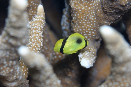 トノサマダイ幼魚