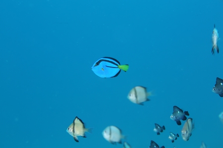 ナンヨウハギ幼魚