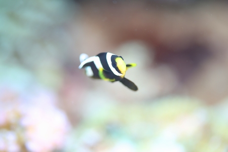 クマノミ幼魚