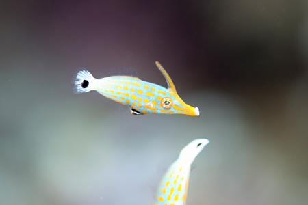 テングカワハギ幼魚