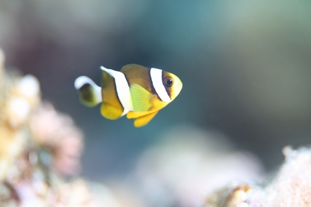 クマノミ幼魚