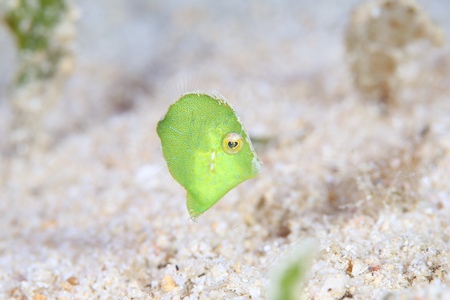 セダカカワハギ