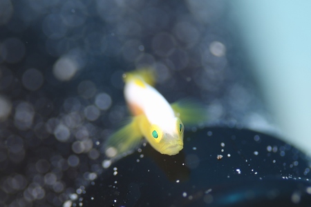 ナカモトイロワケハゼ幼魚