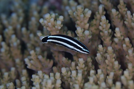 マナベベラ幼魚