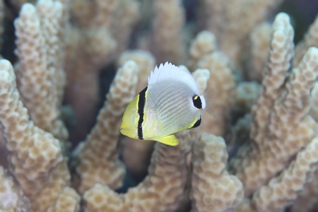 ミスジチョウチョウウオ幼魚