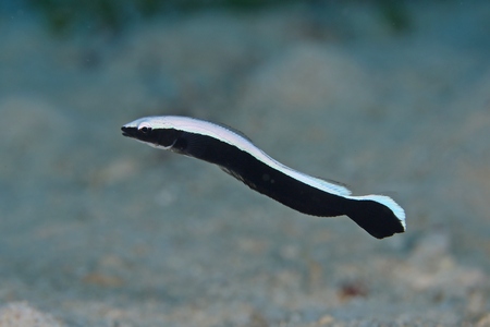 キツネアマダイ幼魚