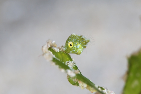 セダカカワハギ幼魚