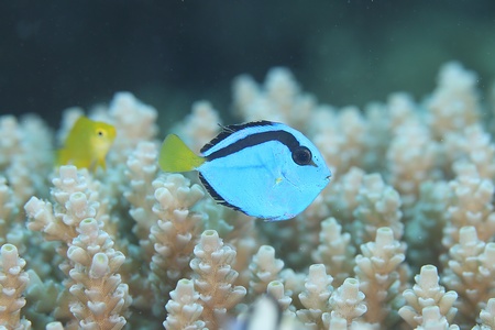 ナンヨウハギ幼魚