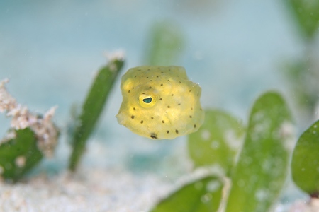 コンゴウフグ幼魚