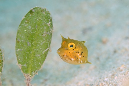 シマウミスズメの極小幼魚