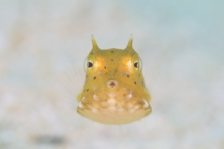 シマウミスズメ幼魚