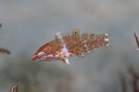 シチセンムスメベラ幼魚