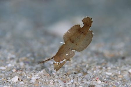 ホシテンス幼魚