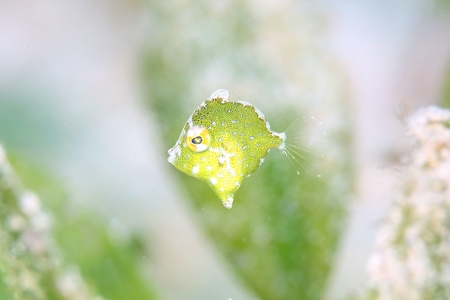 セダカカワハギ幼魚