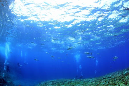 水中風景