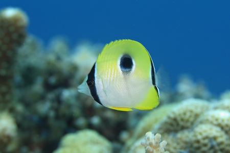 イッテンチョウチョウウオ幼魚