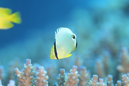 ミスジチョウチョウウオ幼魚