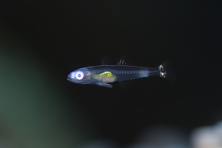 アカメハゼ幼魚