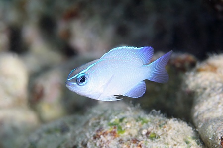 ネズスズメダイ幼魚