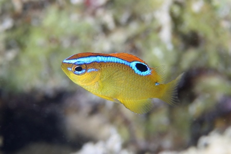 イチモンスズメダイ幼魚