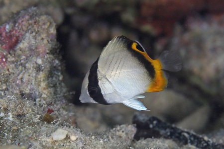 フウライチョウチョウウオ幼魚