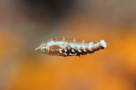 ブチブダイ幼魚