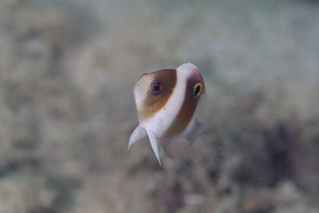 ダンダラスズメダイ幼魚