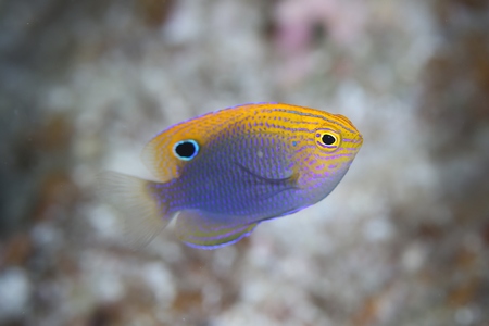 クロメガネスズメダイ幼魚