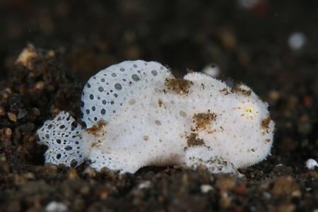 カエルアンコウ科の一種