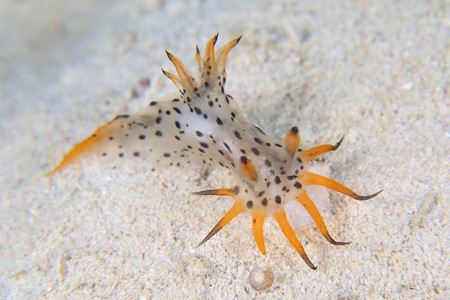 フジタウミウシ属の一種