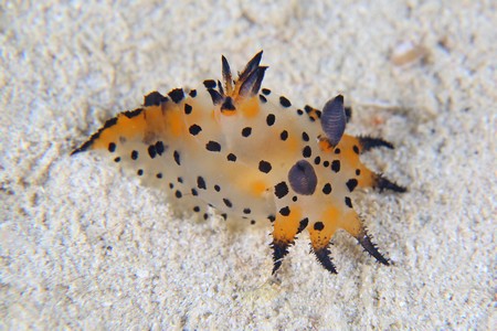 フジタウミウシ属の一種