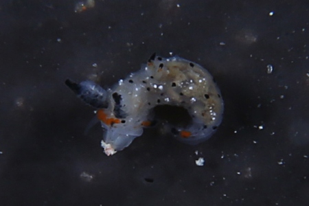 フジタウミウシ属の一種